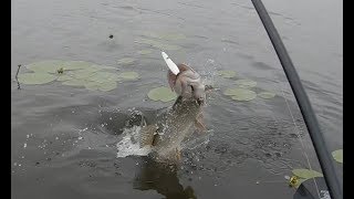 Ловля щуки на озере неро летом