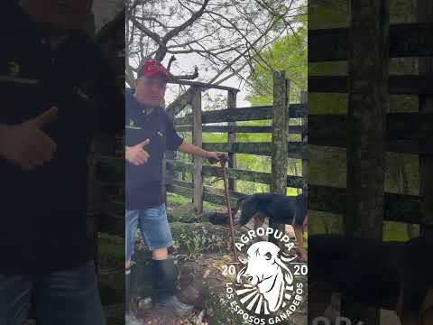 DESPACHANDO PARA VILLAVICENCIO META #ganaderoscolombia  #gyrcolombia  #fypyoutube