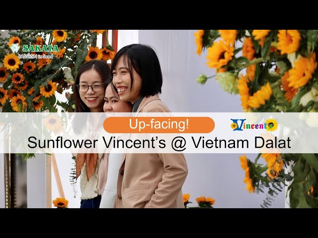 Sunflower Vincent’s @ Vietnam Dalat 2023/2/13
