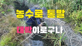 시골 농수로에서 미꾸라지 잡아서 먹어보자   여름보양식