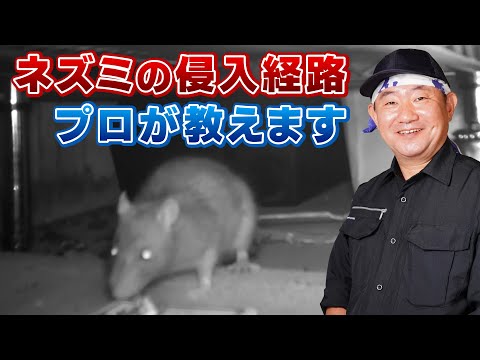 レモングラス ミント 鶏小屋からネズミを遠ざける げっ歯類の卵 忌避剤 卵 シリアル