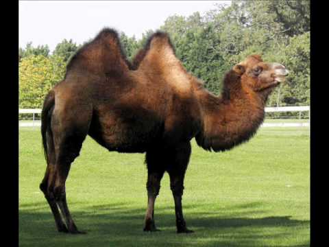 Video thumbnail for Suck A Bactrian Camel’s Dick
