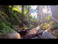 Australian Bush Creek Sounds Australian Bush Calm Episode 1 Creek Morning