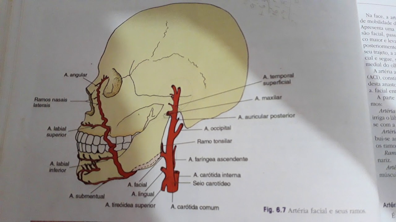 Sistema Arterial para Odontologia
