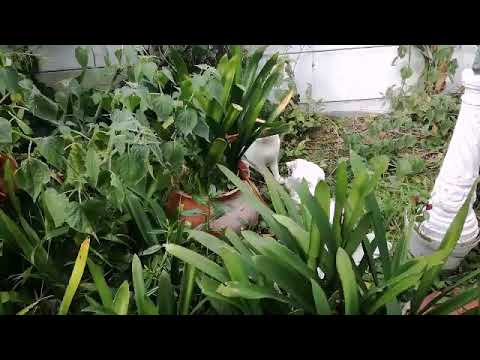 Dog vs Cat "Jungle warfare"...Part 8