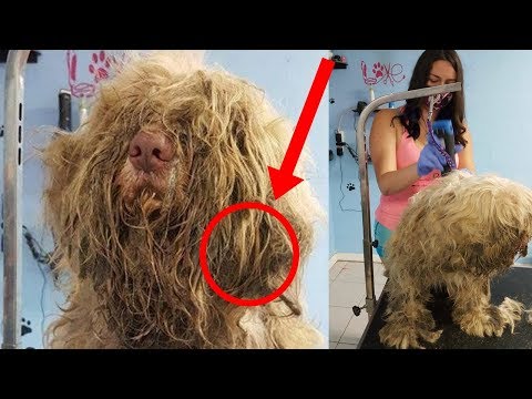 Mujer abre su peluquería a mitad de la noche para atender a este perro, ella tenía que actuar rápido Video