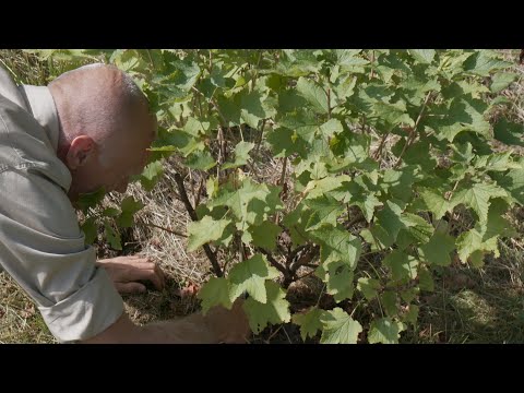 Norrvikens Trädgårdar – Pierres trädgårdstips: Beskärning av buskar