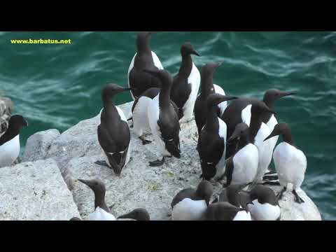 ARAO COMÚN variedad embridada | GUILLEMOT | Uria