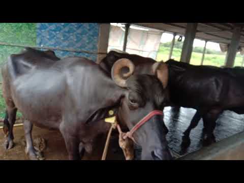 dairy farm and lones in put sabsedy