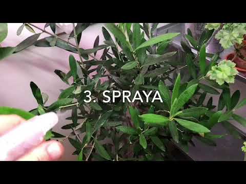 6 Knep Som Får Krukväxterna Att Överleva Vintern