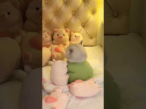 Feeling love: cat hugging teddy bear😻🧸. Cute cat videos 2024#funny#cat #shorts