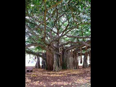 Mai Kasunbhra Chun Chun Haari    ( Poetry Najm Hosain Syed Vichaar Asma Qadri )