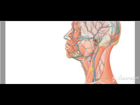 Cervical lymph nodes