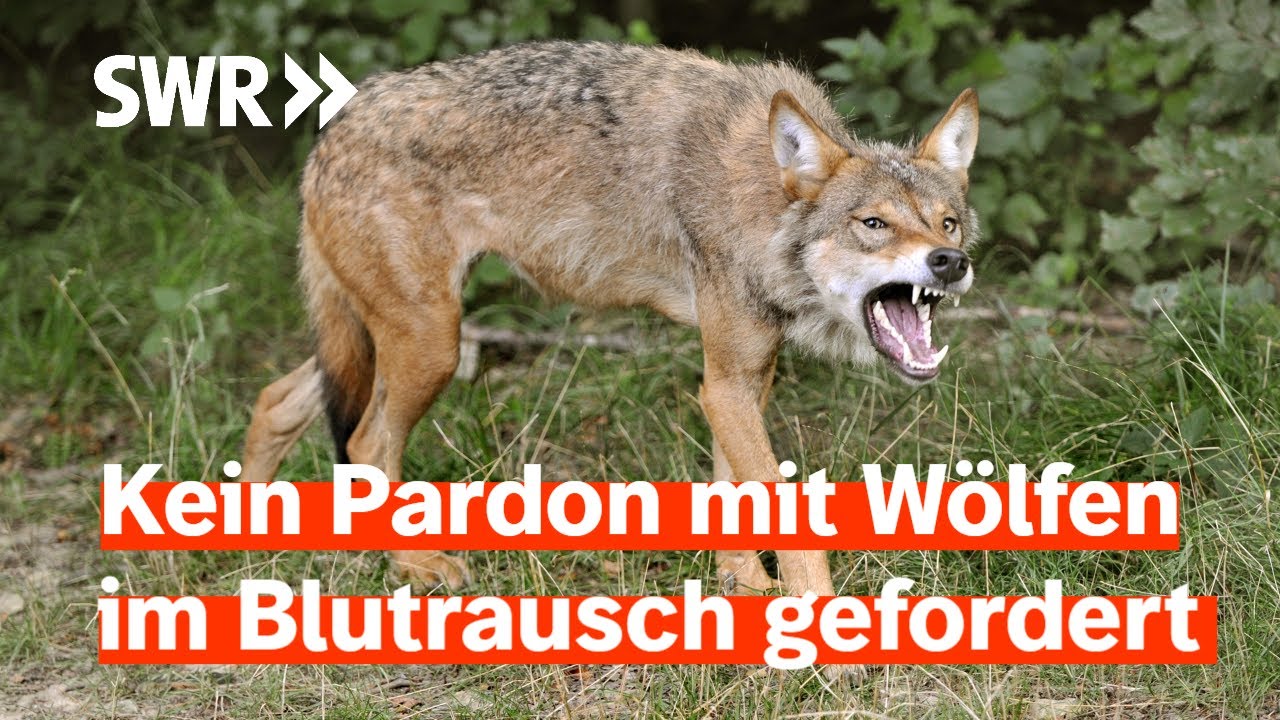 Jäger und Weidetierhalter fordern, reißende Wölfe abzuschießen | Zur Sache Rheinland-Pfalz