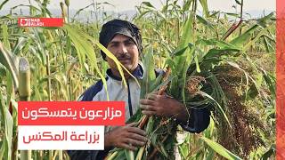 سهل الغاب.. مزارعون يتمسكون بزراعة المكنس