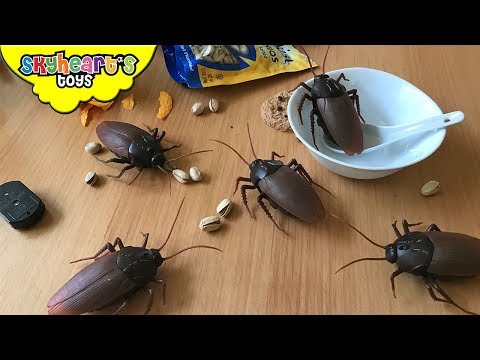 COCKROACH INVASION in our house! Skyheart Daddy swatting battle giant cockroaches insects toys