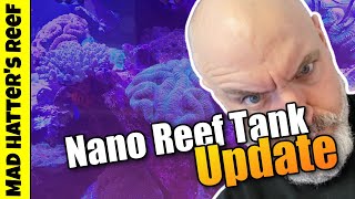 Nano Reef Tank Update and Tips for Speeding up Cycling an Aquarium
