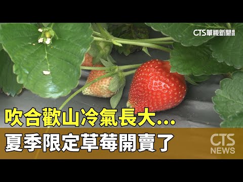 吹合歡山冷氣長大...　夏季限定草莓開賣了