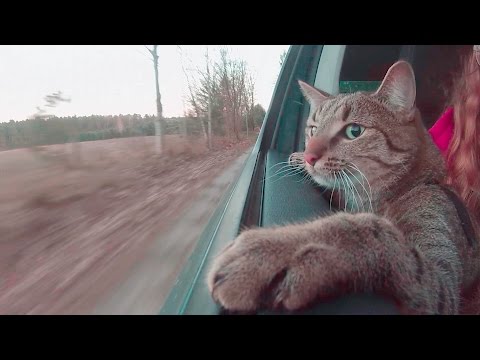 Cat in Car - like a Dog (official Video)