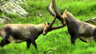 Swarovski hunting movie