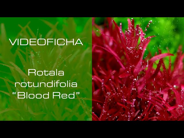 Vídeo relacionado con Exo Terra PT3135 Outback Red Stone Desert, 5 Kg, Color Rojo