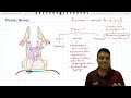 Phrenic Nerves - Anatomy