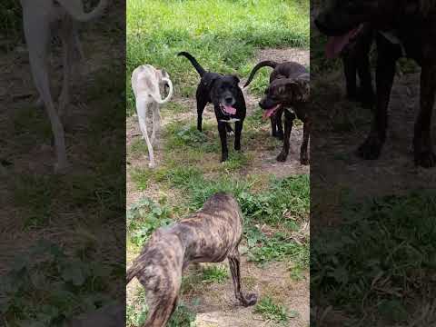 #subscribe #animals #youtubeshorts #malinois #puppy #dog #greyhound #labrador #pitbull #doglife 🤣🤣🤣