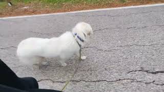 Video preview image #1 Great Pyrenees Puppy For Sale in Spring, TX, USA