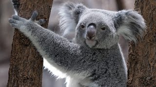 Download lagu Cute Koalas Playing Funny Koala Bears [Funny Pets] Part -ll mp3