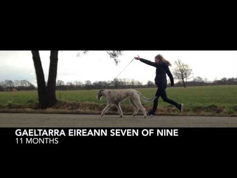 Gaeltarra Eireann Seven of Nine