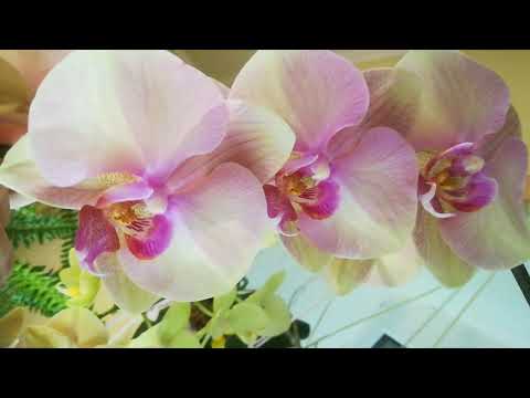 ЦВЕТЕНИЕ МОИХ ОРХИДЕЙ В ФЕВРАЛЕ. ЧАСТЬ ВТОРАЯ.
