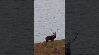 Schottlands Rothirsch 😮 #jagd #jagd #rothirsch #hunt