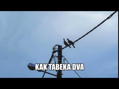 KAK TAUBEKA DVA