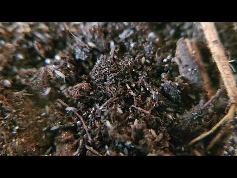 Entomobrya "Compost Varicolored" springtails #bioactive #vivarium #beardeddragon #gecko #springtails