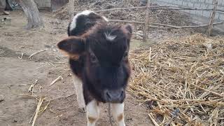 cute baby cow 🐄 02