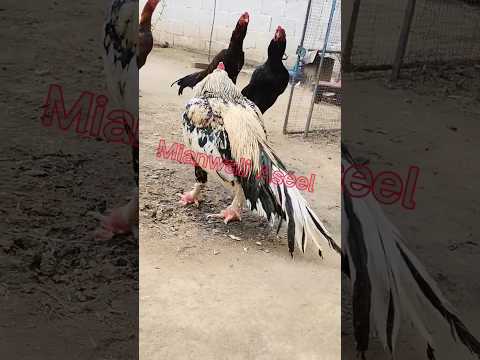 Mashallah Reeza Aseel Murgha|Mianwali Aseel Murgha Mandi #aseelmurga #bird #foryou