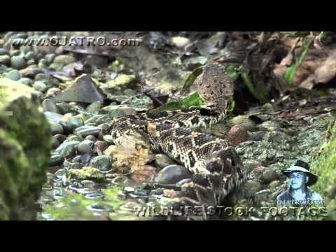 Cottonmouth vs Rattlesnake 01   Cottonmouth eats Rattlesnake