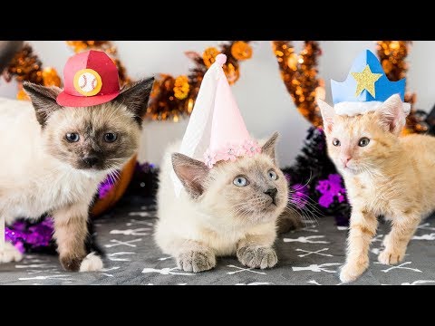 DIY Halloween Hats for Kittens!