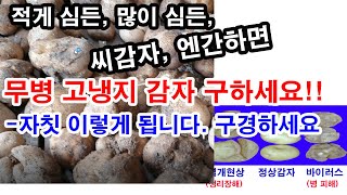 적게 심든, 많이 심든 씨감자, 엔간하면 무병 고냉지 감자 구하세요. 자칫 이렇게 됩니다. 구경하세요.(감자…