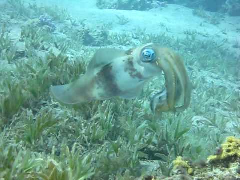 Kalmar 1, Hausriff Happy Life Village,Ägypten