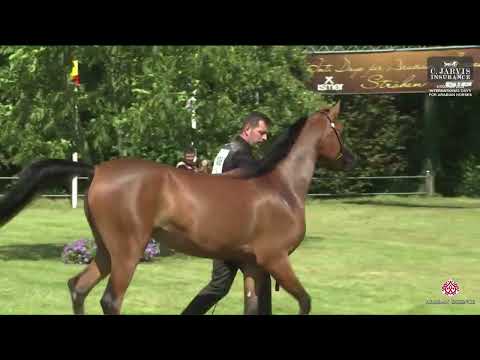 N 106 COCO CHANEL ENB   Strohen 2024 International B Show   Fillies 2 Years Old Class D