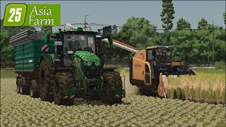 LS 25 Asia Farm #45 Reisernte mit neuem Gerät und Heu machen!