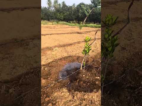 J33 jack fruit farming