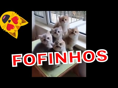 Cachorros e Gatos Fofinhos e Engraçados