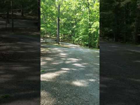 Pano of the wooded campsites.