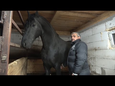 Caii lui Utu de la Hateg, Hunedoara | Prezentarea cailor in grajd - 2019 Nou!!!