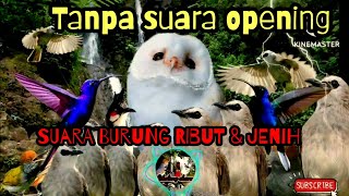 Download lagu SUARA BURUNG RIBUT UNTUK MEMANCING BURUNG BUNYI PI... mp3