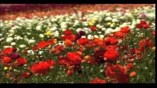 2012 Flower Fields for Web