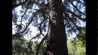 preview picture of video 'Arborele mamut - Sequoia Gigantea - Baile Herculane'