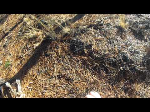 BCUSA Bush Class - 2 strand twist / whipping